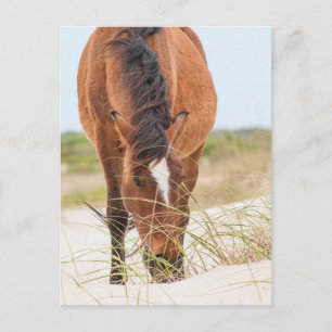 Wilde Mustangs oder Banker-Pferde Postkarte