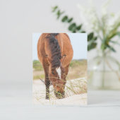 Wilde Mustangs oder Banker-Pferde Postkarte (Stehend Vorderseite)