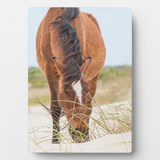 Wilde Mustangs oder Bankerpferde Fotoplatte (Vorderseite)