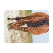 Wilde Mustangs oder Bankerpferde Magnet (Horizontal)