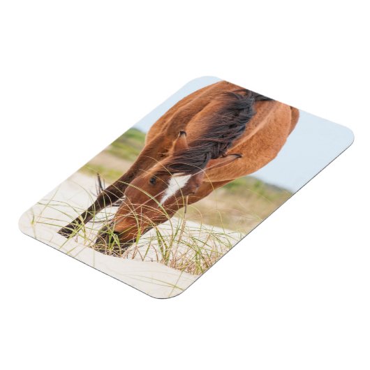 Wilde Mustangs oder Bankerpferde Magnet (Linke Seite)