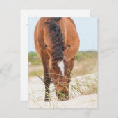 Wilde Mustangs oder Bankerpferde Postkarte (Vorne/Hinten)