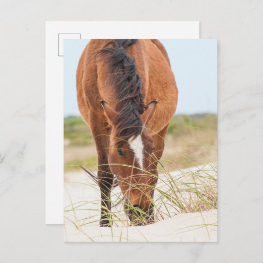 Wilde Mustangs oder Bankerpferde Postkarte (Vorne/Hinten)