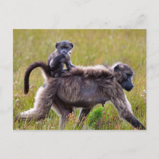 Wilde Mutter und Baby Baboons, Südafrika Postkarte