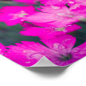 Wilde Nelken nach Regen Poster (Ecke)