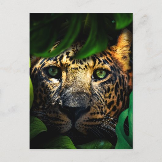 Wilde Neugier: Jaguar Lurking im Dschungel Postkarte (Vorderseite)