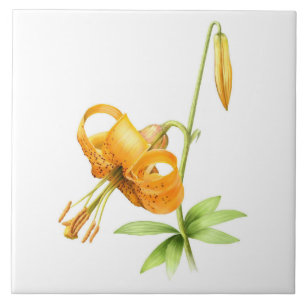 Wilde Orange Tigerlilie Florale Botanische Kunst Fliese
