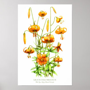 Wilde Orange Tigerlilien Botanischer Kunst Druck Poster