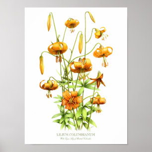 Wilde Orange Tigerlilien Original Kunst Druck Poster