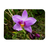 Wilde Orchidee Lila Tropenblume