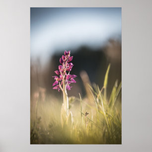 Wilde Orchideen-Naturaufnahme Poster
