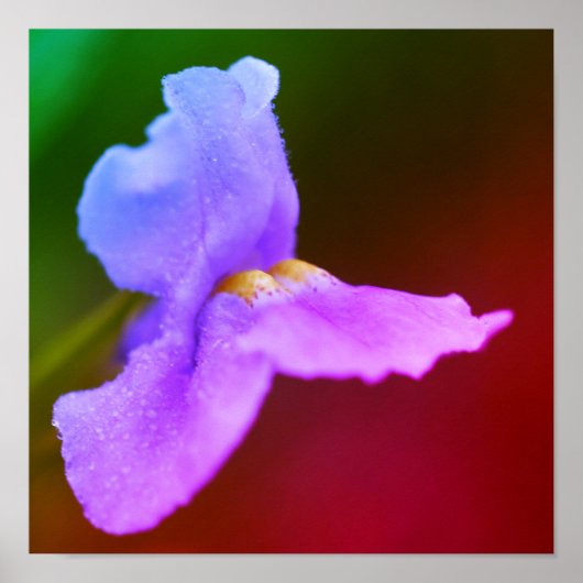 Wilde Orchideenblüte Poster (Vorne)