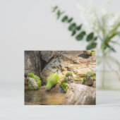 Wilde Parrots Badegewässer in Spanien Postkarte (Stehend Vorderseite)