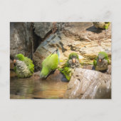 Wilde Parrots Badegewässer in Spanien Postkarte (Vorderseite)