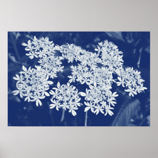 Wilde Parsley - Cyanotypeneffekt Poster
