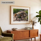 Wilde Pause: Fuchs im Morgenlicht Poster