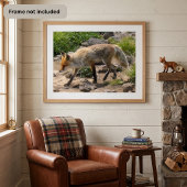 Wilde Pause: Fuchs im Morgenlicht Poster