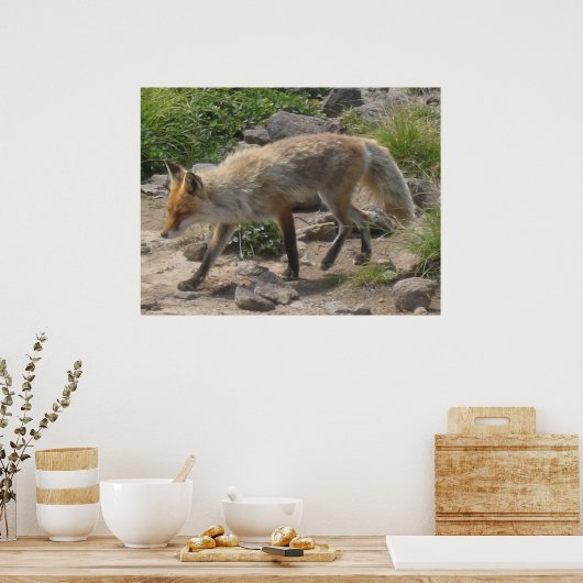 Wilde Pause: Fuchs im Morgenlicht Poster (Küche)