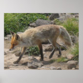 Wilde Pause: Fuchs im Morgenlicht Poster (Vorne)