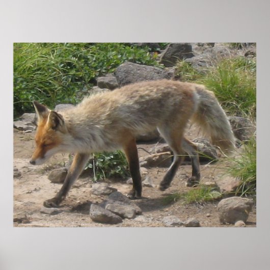 Wilde Pause: Fuchs im Morgenlicht Poster (Vorne)