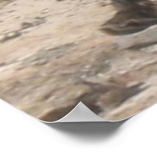 Wilde Pause: Fuchs im Morgenlicht Poster (Ecke)