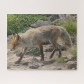 Wilde Pause: Fuchs im Morgenlicht Puzzle (Horizontal)
