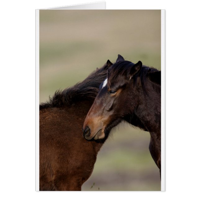 Wilde Pferde (Vorne)