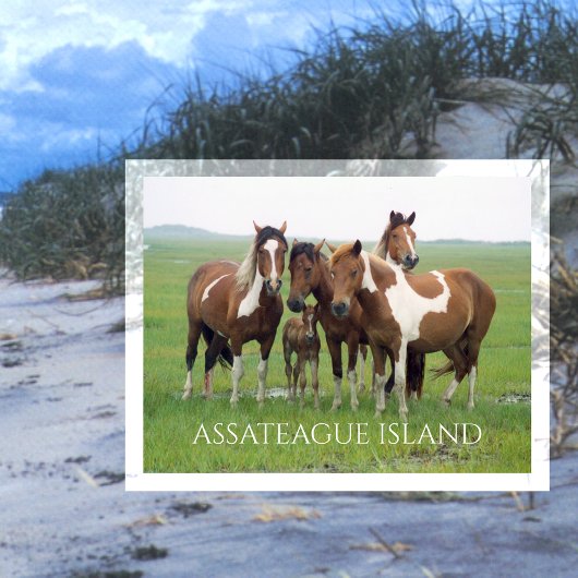 Wilde Pferde, Assateausinsel National Seashore, Postkarte