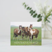 Wilde Pferde, Assateausinsel National Seashore, Postkarte (Stehend Vorderseite)
