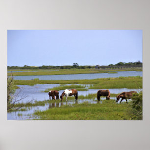Wilde Pferde aus Assateague Poster