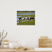 Wilde Pferde aus Assateague Poster (Küche)