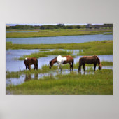 Wilde Pferde aus Assateague Poster (Vorne)