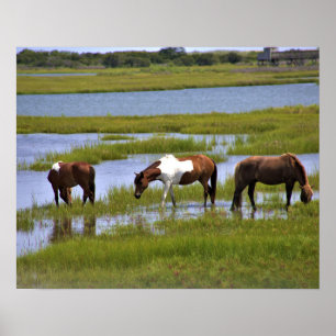 Wilde Pferde aus Assateague Poster