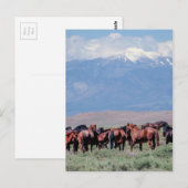 Wilde Pferde aus dem Westen Postkarte (Vorne/Hinten)