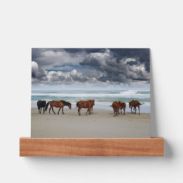 Wilde Pferde Außenbanks OBX Corolla NC Bilderleiste