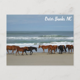 Wilde Pferde Außenbanks OBX Corolla NC Postkarte