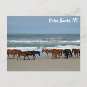 Wilde Pferde Außenbanks OBX Corolla NC Postkarte