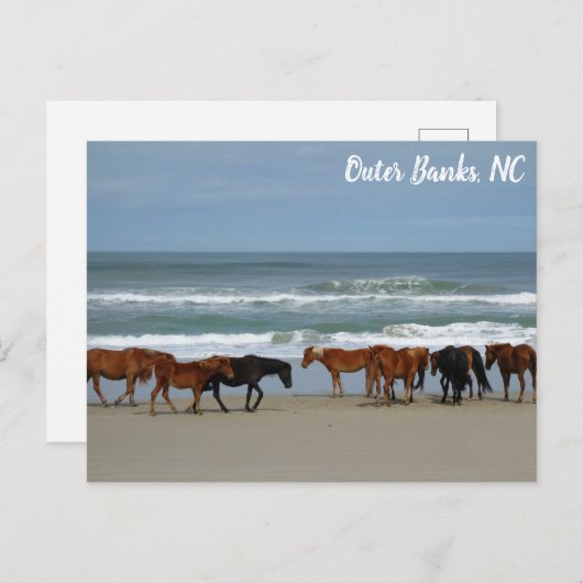 Wilde Pferde Außenbanks OBX Corolla NC Postkarte (Vorne/Hinten)