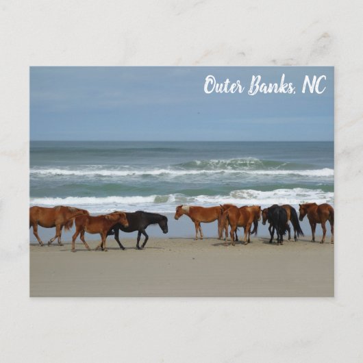 Wilde Pferde Außenbanks OBX Corolla NC Postkarte (Vorderseite)