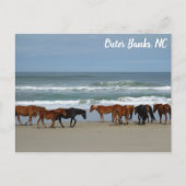 Wilde Pferde Außenbanks OBX Corolla NC Postkarte (Vorderseite)