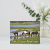 Wilde Pferde des Assateague Postcard Postkarte (Stehend Vorderseite)
