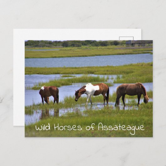 Wilde Pferde des Assateague Postcard Postkarte (Vorne/Hinten)
