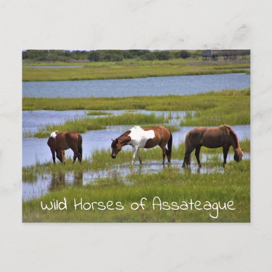 Wilde Pferde des Assateague Postcard Postkarte (Vorderseite)