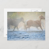 Wilde Pferde, die durch Wasser laufen Postkarte (Vorne/Hinten)