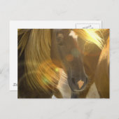 Wilde Pferde Foto Postkarte (Vorne/Hinten)