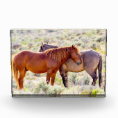 Wilde Pferde Fotoblock (Vorderseite)