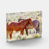 Wilde Pferde Fotoblock (Links)