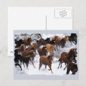 Wilde Pferde getrieben Postkarte (Vorne/Hinten)