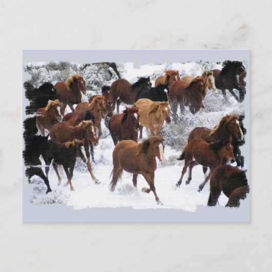 Wilde Pferde getrieben Postkarte (Vorderseite)
