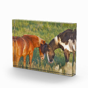 Wilde Pferde im Nationalpark Theodore Roosevelt Fotoblock